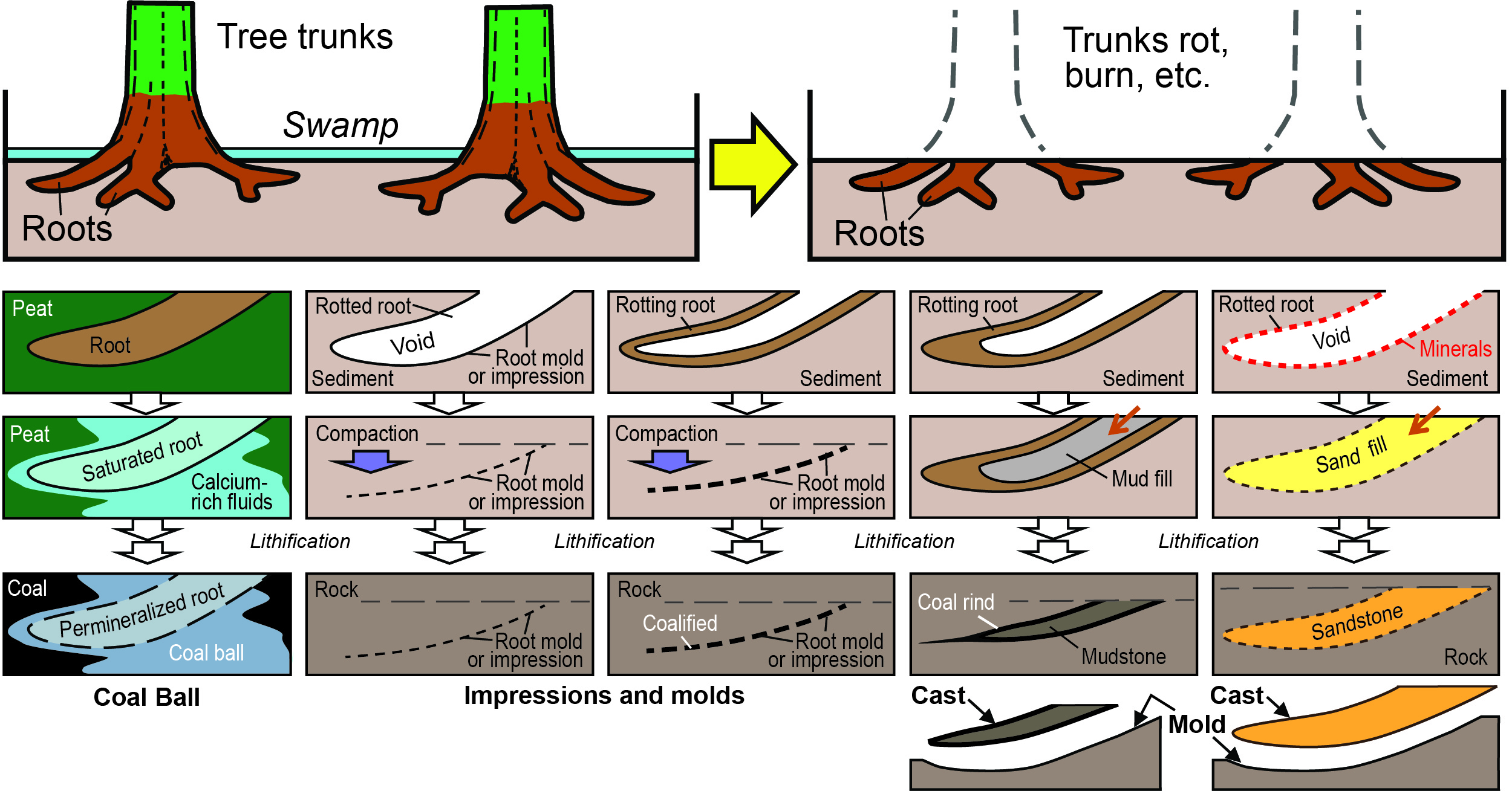 Stigmaria fossils are preserved in different ways.When lycopod trees died, the stump and roots decayed. Sometimes roots were saturated with minerals and preserved as coal balls. Some roots were left as impressions that were sometimes coalified. In other cases, decaying roots left a void. If the void remained open, during burial, it could be filled by sediment. The mold left by the root, and sediment-filling cast can remain as fossils.